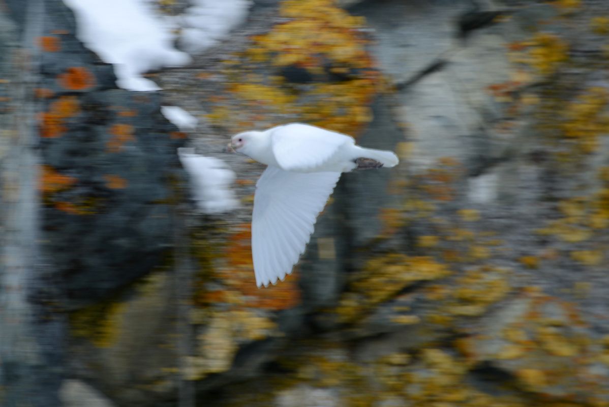 06E Snow Petrel Flies By The Lichen Covered Rocks At Paradise Harbour Near Brown Station From Zodiac On Quark Expeditions Antarctica Cruise